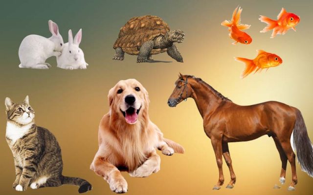 Types of pets