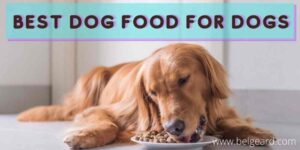 Best dog food for dogs