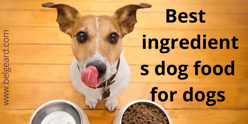  Best dog food for dogs