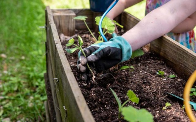 Gardening in Covid-19