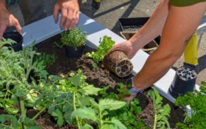 gardening good for your immune system