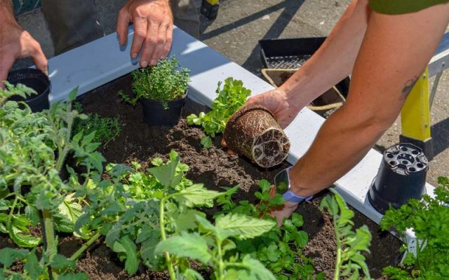 gardening good for your immune system