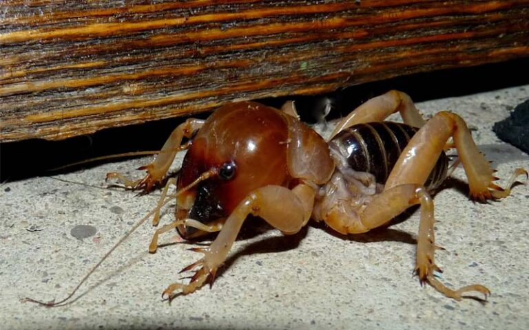 [3 ways] How do you get rid of Potato Bugs in California? – Belgeard.com