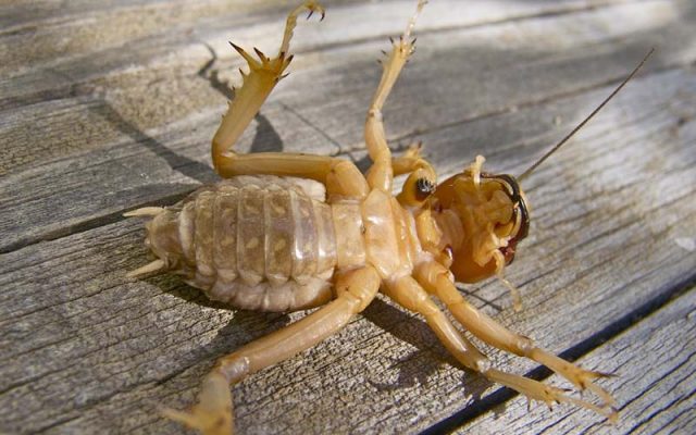 Potato-bugs-in-California