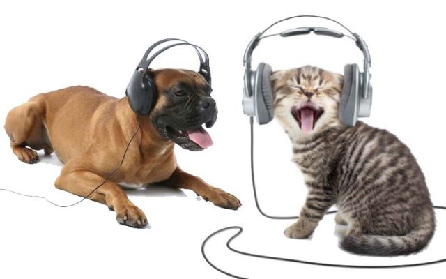 ANIMALS ENJOY MUSIC