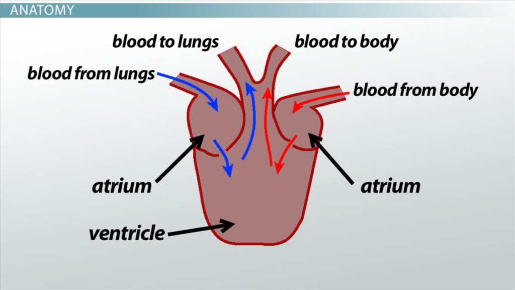 four chambered heart