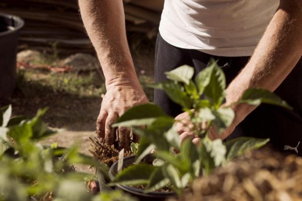 plants-on-vacation-gardening