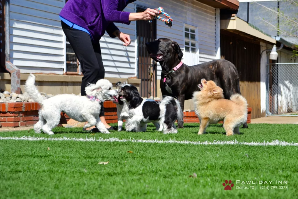 Dog Daycare